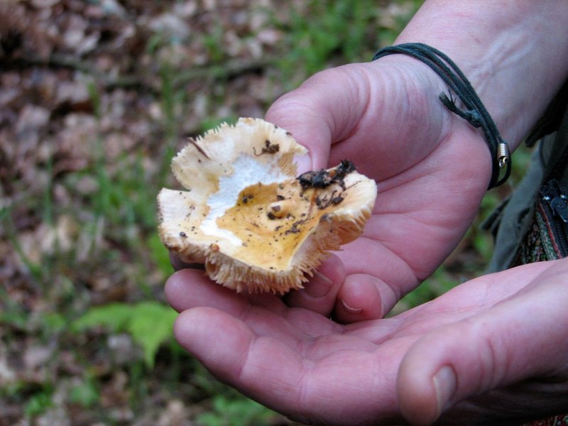 Russula risigallina_a